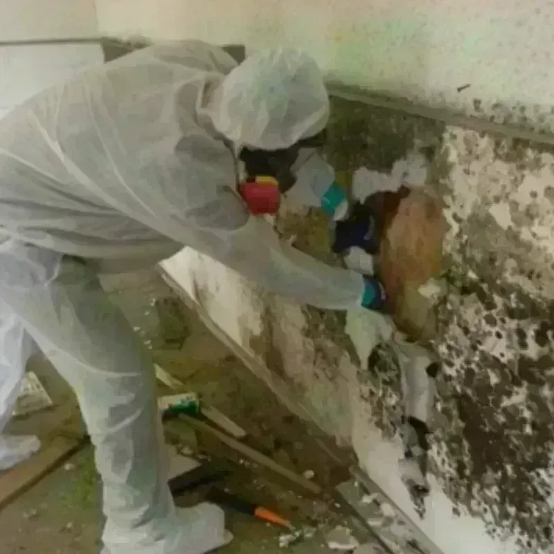 Mold Remediation and Removal in Newington, VA